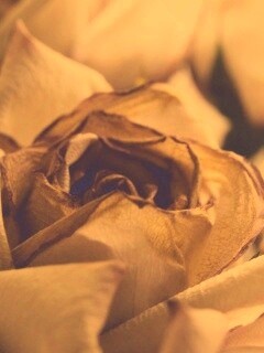 Увядающая роза обои