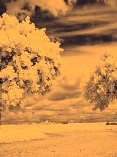 Деревья в цвету обои