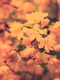 Весенние цветы обои