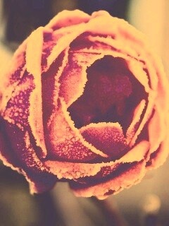 Роза в иние обои