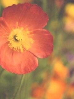 Красивый красный цветок обои