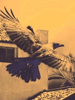 Полёт ворона обои
