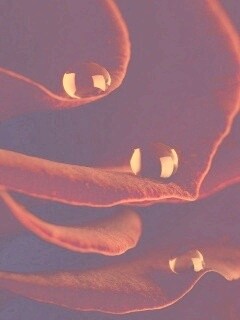 Капли росы на лепестках розы обои