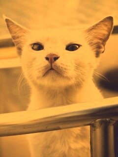 Настороженно принюхивающийся кот обои