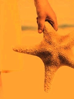 Морская звезда в руке обои