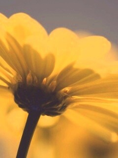 Макро-фото желтого цветка обои