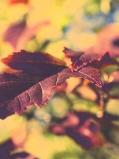 Красивые осенние листья в баговых цветах обои