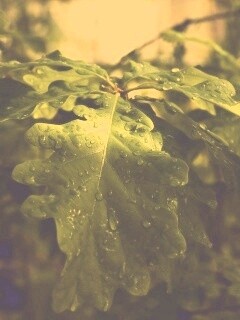 Сочные листья дуба обои