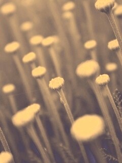 Молодые стебли обои