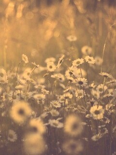 Поле ромашек обои