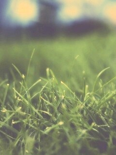 Сочная трава обои