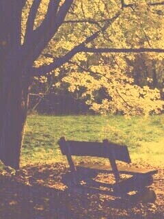 Скамейка под деревом обои