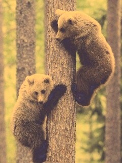 Медвежата обои