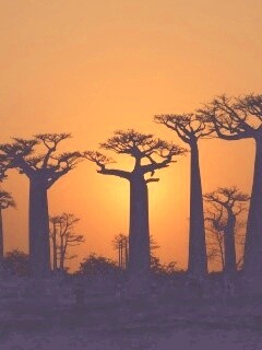 Баобабы на закате обои