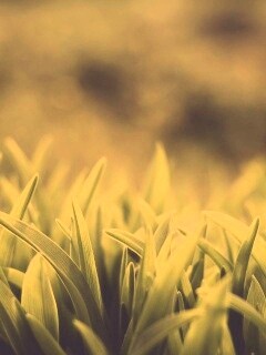 Сочная нежная трава обои