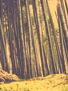 Заросли бамбука обои