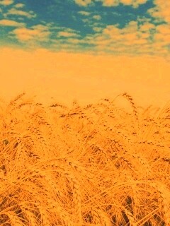 Колосья в поле обои