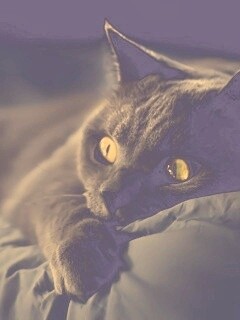 Персидский кот на кровати обои