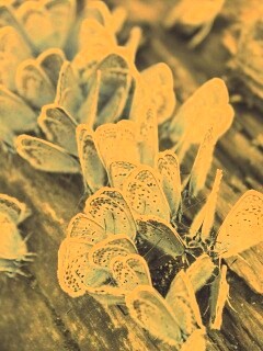 Голубые бабочки обои