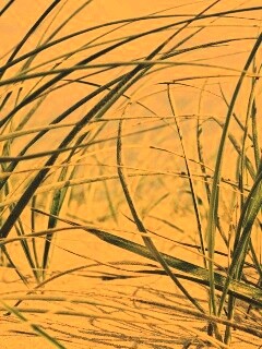 Трава на песке обои