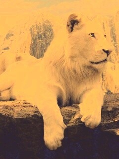 Белый лев обои