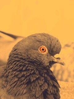 Смотрит в самую душу обои