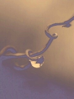 Одинокая капля обои