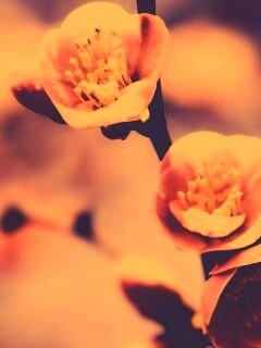 Великолепный цветок обои