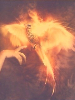 Феникс обои