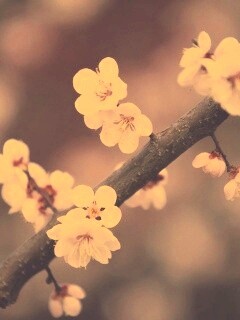 Ветка сакуры обои