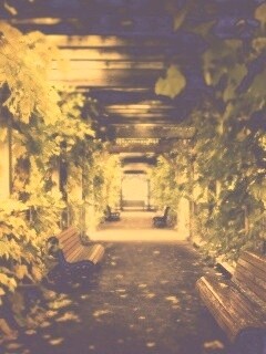 Узкая аллейка обои