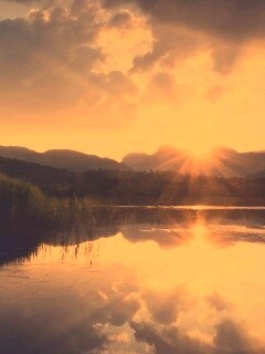 Закат за лесом обои