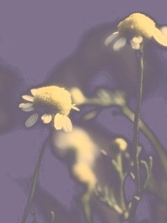 Стремный лепестун обои