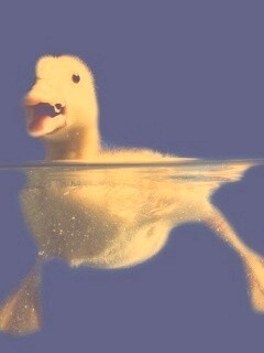 Утёнок в воде обои