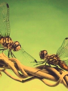 Две стрекозы обои