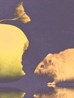 Мышь надкусила яблоко обои