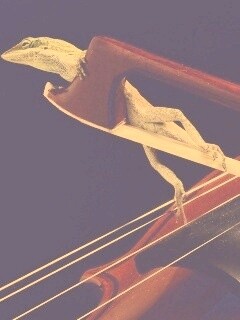 Ящерка на виолончели обои