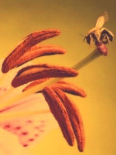 Трудолюбивая пчела на прекрасном цветке обои