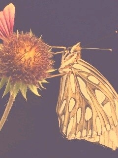 Бабочка на цветке обои