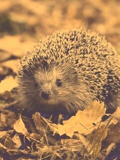 Ежик в осенней листве обои