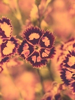 Неизвестные науке цветы обои