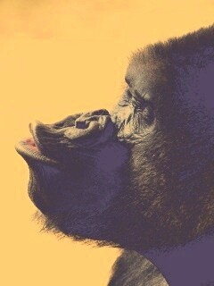 Горилла корчит рожи обои