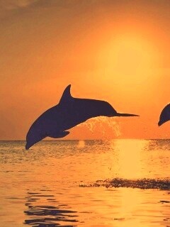 Дельфины выпрыгивают из воды обои