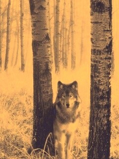Волк в лесу обои