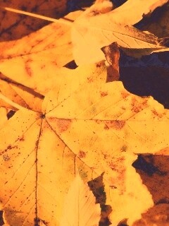 Осенние листья обои