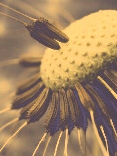 Лысеющий одуванчик обои