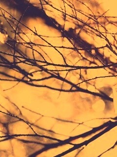 Мокрые ветви дерева обои