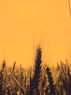 Колосья в поле обои