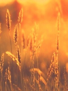 Солнечная трава обои