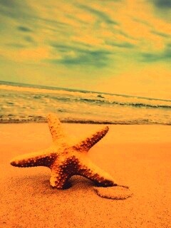 Морская звезда в песке обои